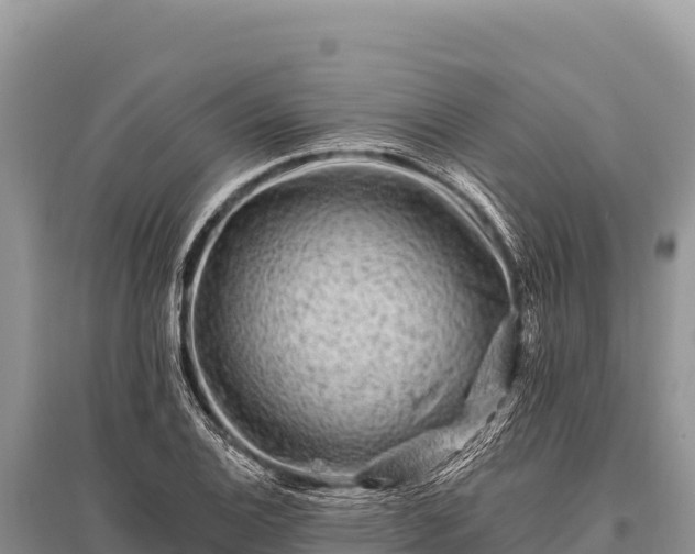 X0000096191124200801251233
