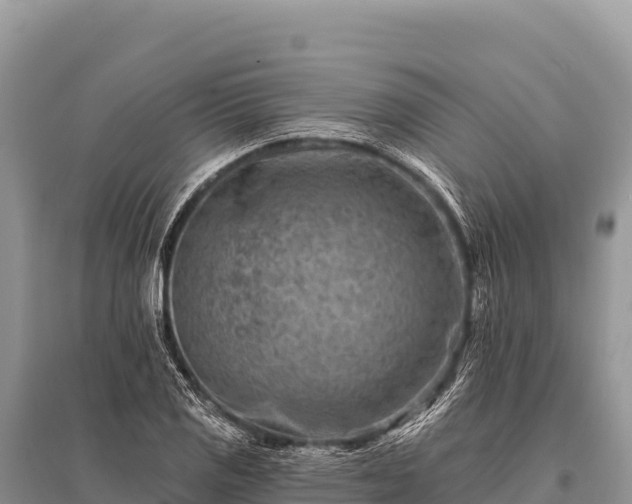 X0000096191125200801251233