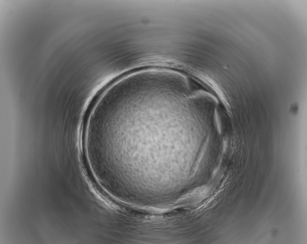 X0000096191128200801251233