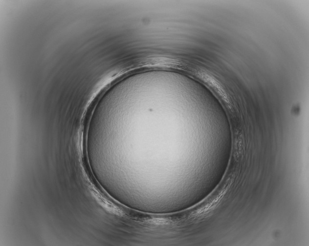 X0000096191130200801251233
