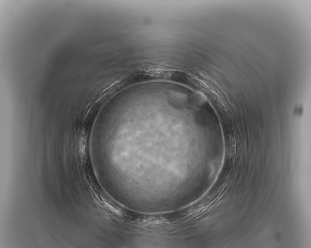 X0000096191154200801251233