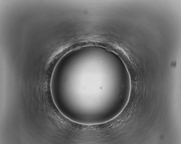 X0000096191159200801251233