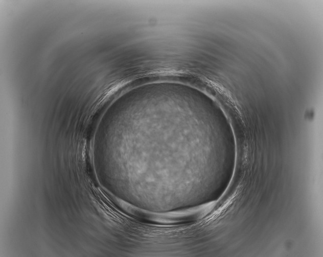 X0000096191161200801251233