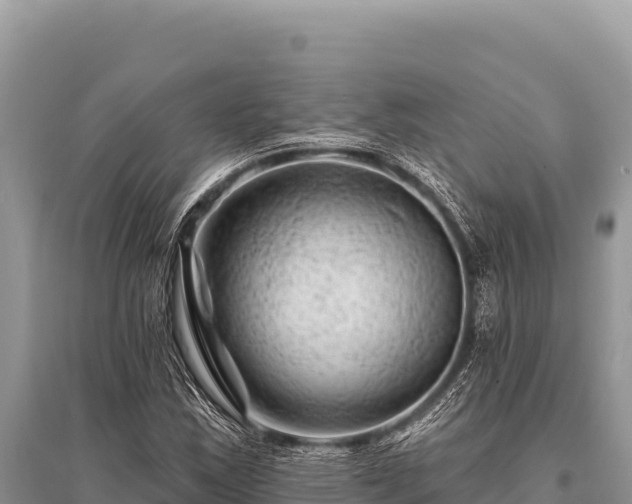 X0000096191163200801251233