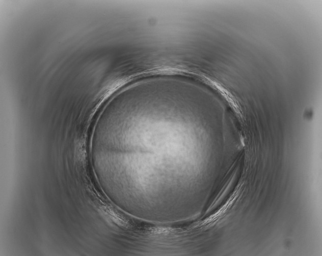 X0000096191170200801251233