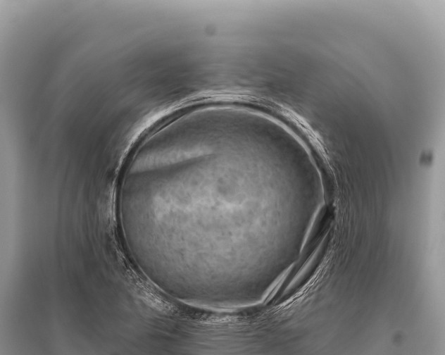 X0000096191174200801251233