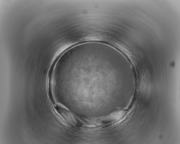 X0000096191179200801251233
