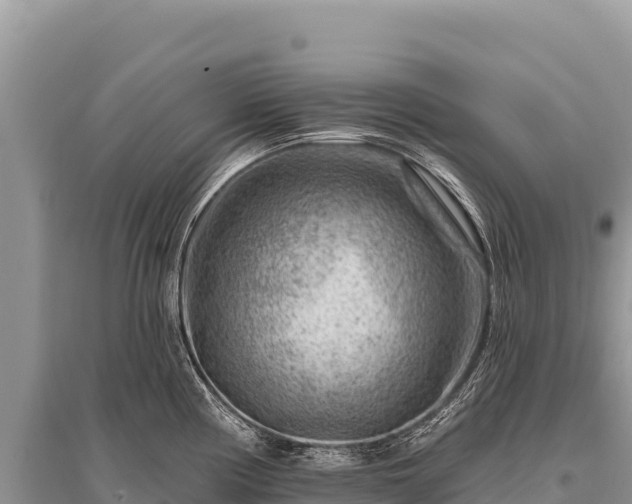 X0000096191194200801251232