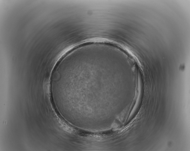 X0000096191229200801251232