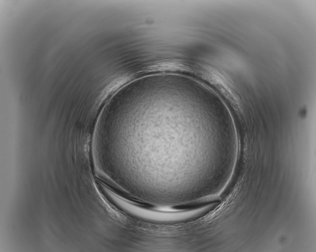 X0000096191233200801251232