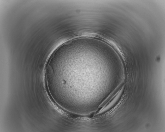X0000096191235200801251232