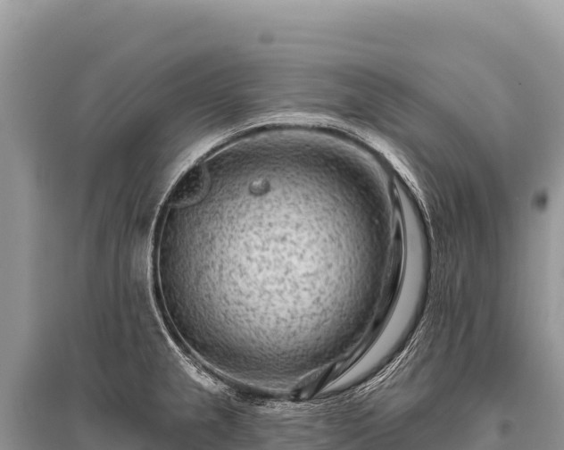 X0000096191237200801251232