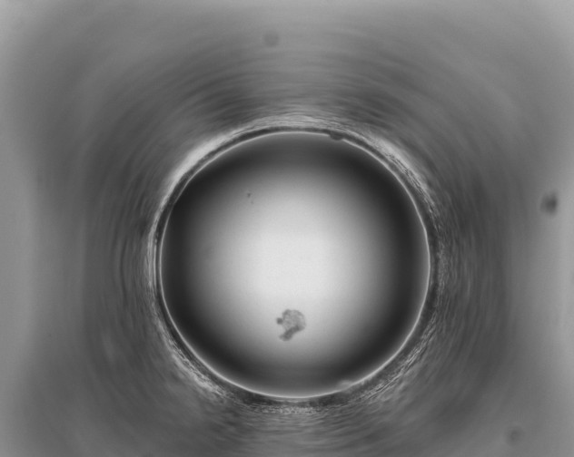 X0000096191238200801251232