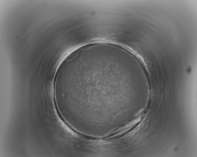 X0000096191239200801251232