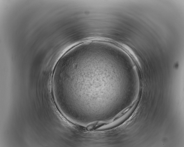 X0000096191244200801251232