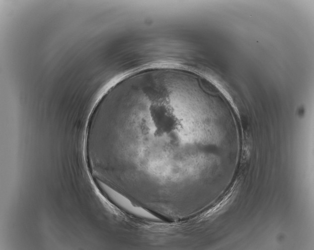 X0000096191245200801251232