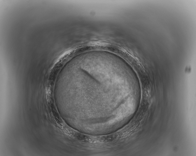 X0000096191254200801251231