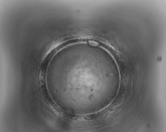 X0000096191255200801251231