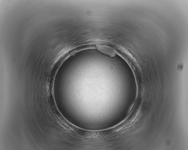 X0000096191259200801251231