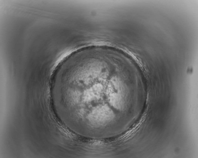 X0000096191263200801251231