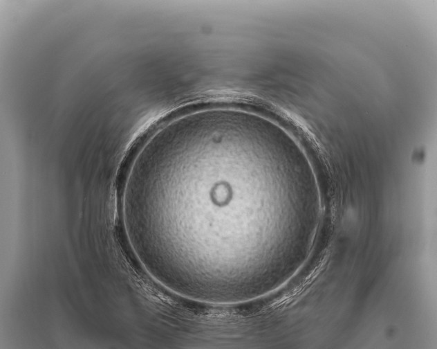 X0000096191267200801251231