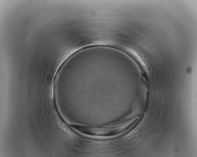 X0000096191276200801251231