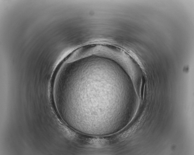 X0000096191277200801251231