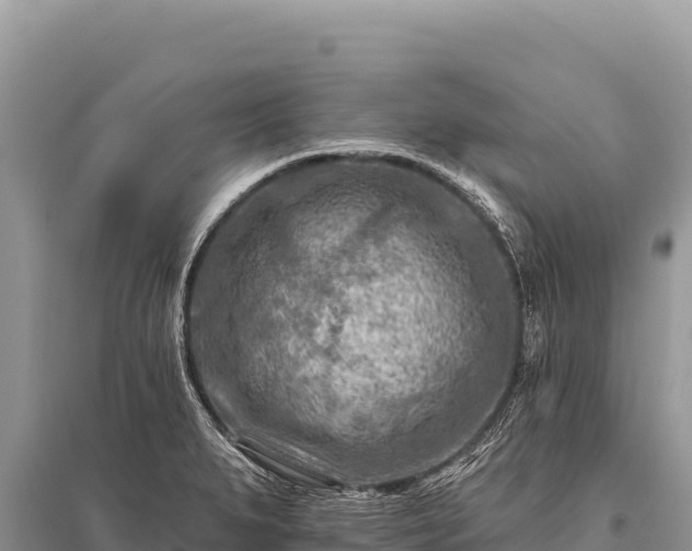 X0000096191279200801251231