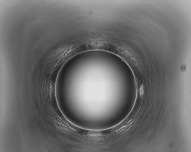 X0000096191299200801251230