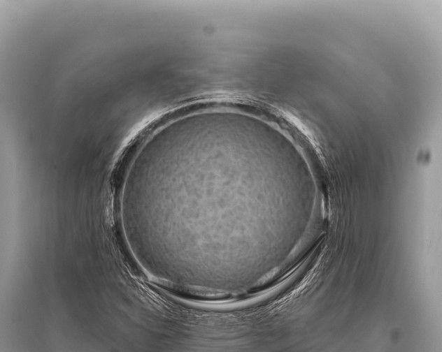 X0000096191310200801251230