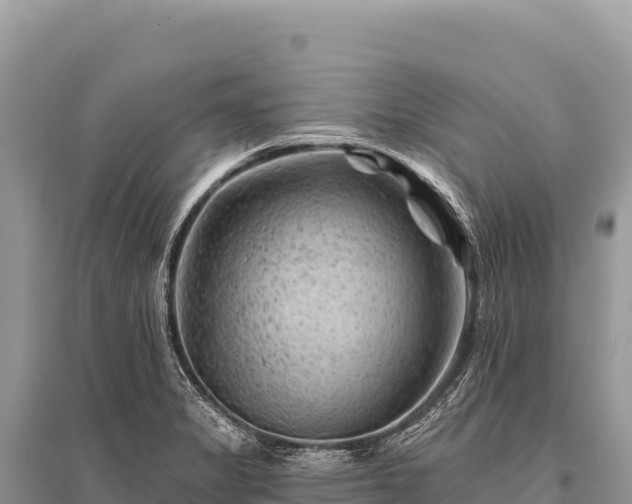 X0000096191325200801251230
