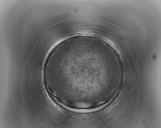 X0000096191331200801251230