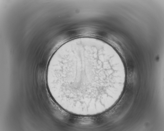 X0000096191338200801251231