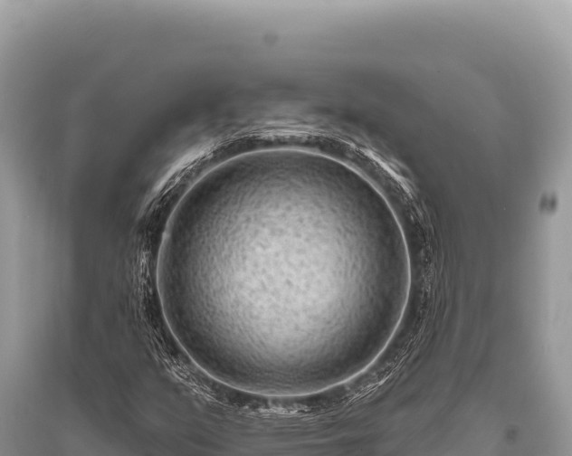 X0000096191351200801251230