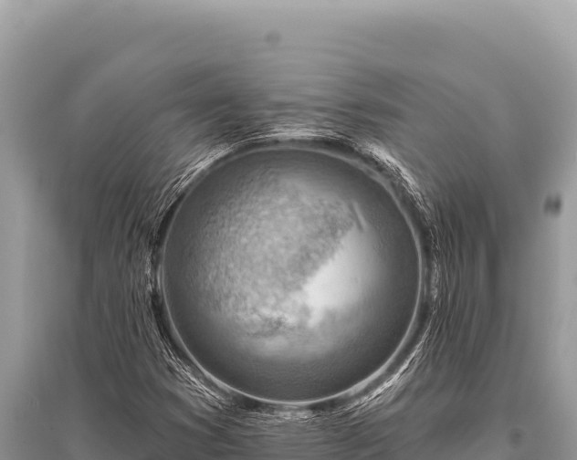 X0000096191353200801251230