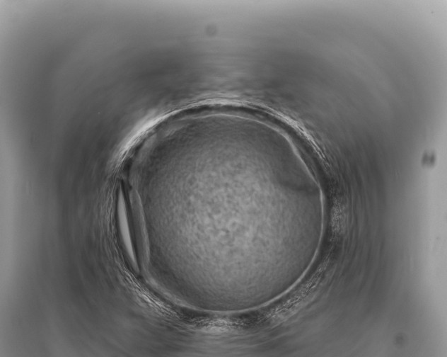 X0000096191359200801251230