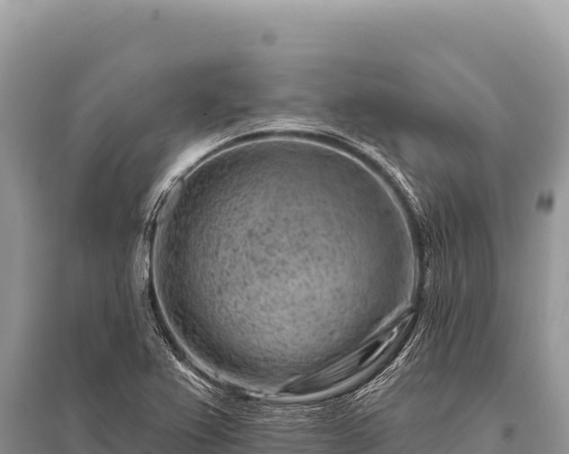 X0000096191367200801251230