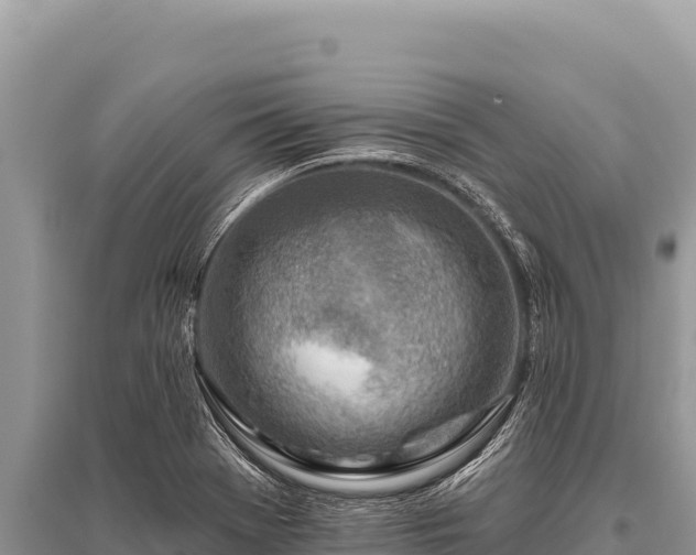 X0000096191369200801251230