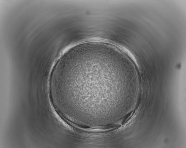 X0000096191381200801251229