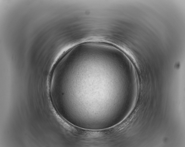 X0000096191382200801251229