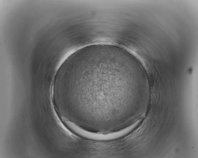 X0000096191383200801251229