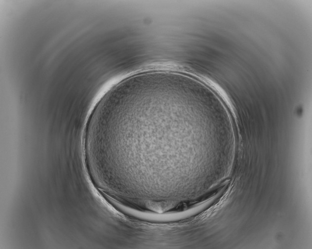 X0000096191389200801251229
