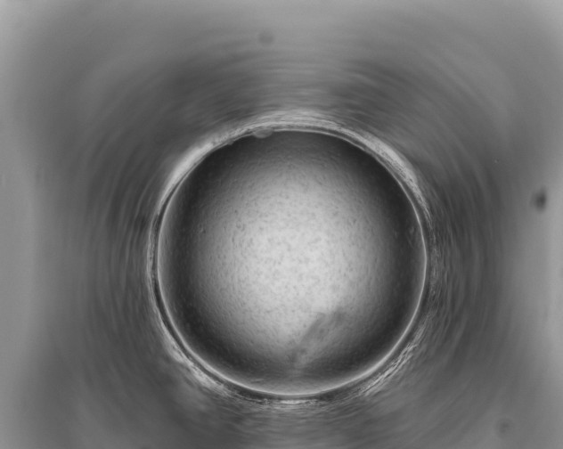 X0000096191390200801251229