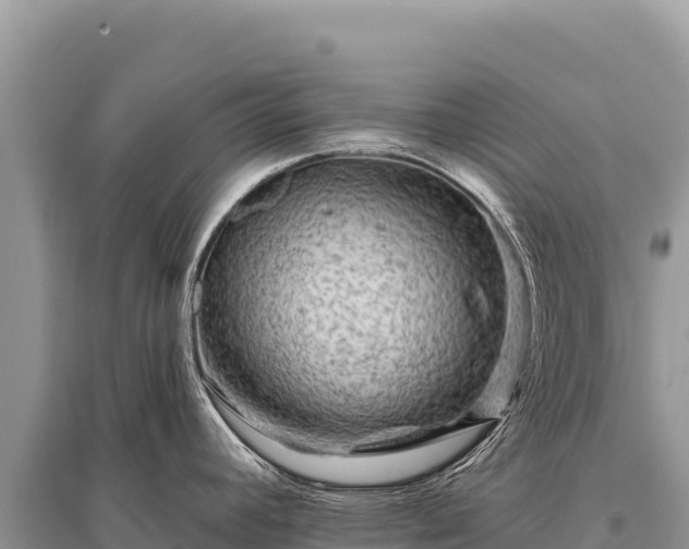 X0000096191392200801251229