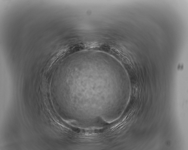 X0000096191393200801251229