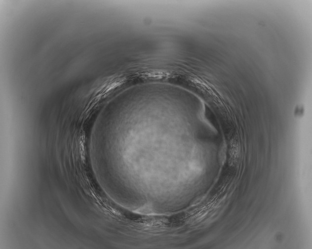 X0000096191394200801251229