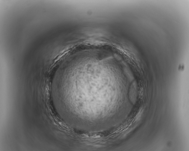 X0000096191397200801251229