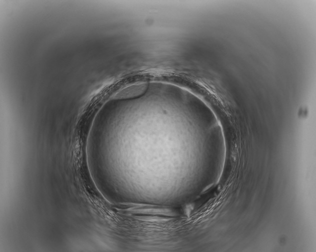 X0000096191398200801251229