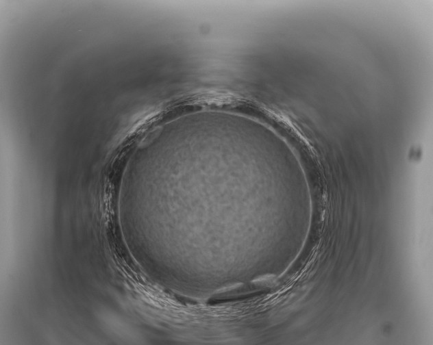 X0000096191399200801251229
