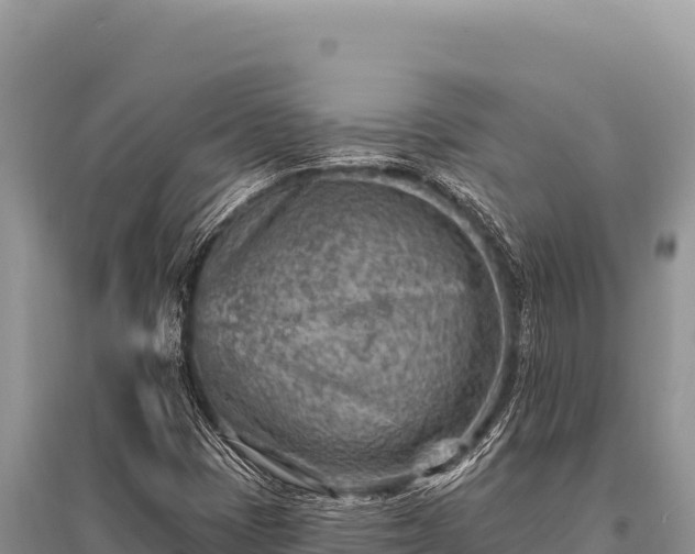 X0000096191401200801251229